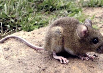 Alerta: Confirman dos casos de fiebre hemorrágica en Córdoba