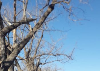 Después de casi un año, siguen preocupados por la posible caída de gran cantidad de árboles secos en calle Sardi