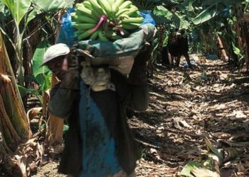 El Estado francés reconoció «negligencias culpables» al autorizar la venta de un pesticida prohibido