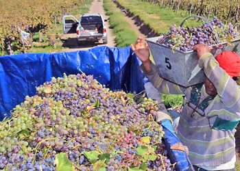 El observatorio de ACOVI determinó este año que el costo de cosecha significa el 30 % del costo anual de producción de vid