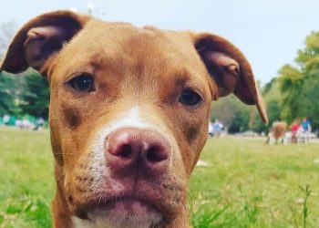 Les robaron una perrita y piden ayuda a la comunidad para dar con ella