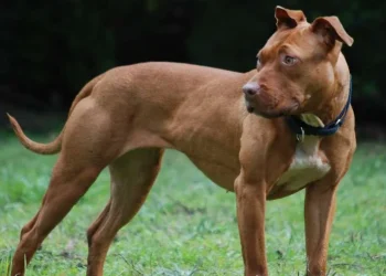 Provincia de Mendoza: brutal ataque de un perro a un nene de 5 años