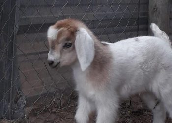 Nació en Mendoza el primer cabrito de raza criolla por inseminación artificial