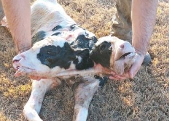 Nació un ternero con dos cabezas en un tambo cordobés