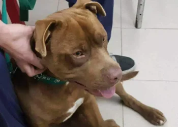 Otra tragedia con un pitbull: un nene de 2 años quedó a cargo de sus hermanitos y murió atacado por su perro