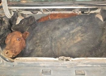 Monte Comán: detuvieron a 8 personas que transportaban vacunos vivos y faenados