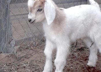 Se producen en Mendoza chivitos obtenidos por semen  criopreservado mediante el trabajo de universidades y laboratorios biotecnológicos