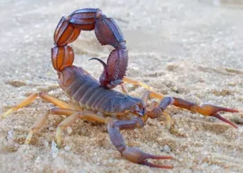 Alerta: Un niño de cuatro años murió por la picadura de un alacrán en Santa Fe