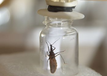 Un descubrimiento sobre las vinchucas podría dar lugar a la creación de repelentes