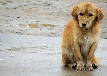 Piden donaciones de tela para elaborar “chalequitos” para perros sin hogar