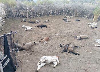 Piden que se ponga en marcha el fondo de compensación para crianceros afectados por depredadores