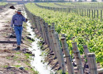 Fondo Compensador Agrícola: comenzaron  a liquidarse los pagos de la campaña 2021-2022