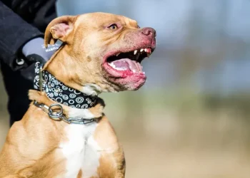 Tragedia en Bahía Blanca: vio a su hijo siendo perseguido por un pitbull y murió de un infarto