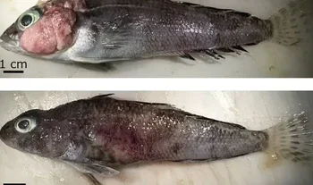 Alerta por peces de la Antártida que desarrollan raros tumores y podrían provocar enfermedades