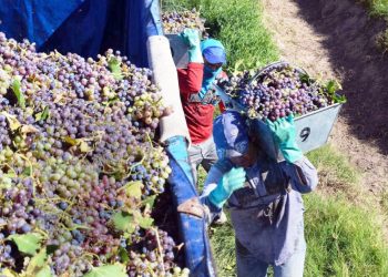 Denuncian falta de mano de obra  calificada para tareas agrícolas por los planes sociales