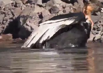 El increíble video de un cóndor  bañándose en Valle Grande
