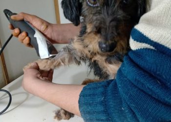 El quirófano móvil esteriliza  perros callejeros y mascotas en Cuadro Nacional