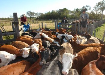En el marco de la Rural,  se analizó el desarrollo del mercado cárnico argentino
