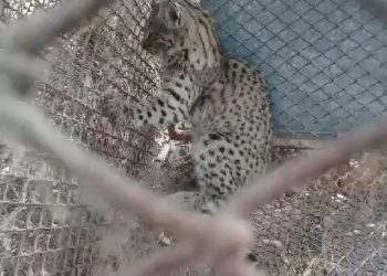 El gato montés encontrado  en el predio de turismo rural fue liberado en su hábitat natural