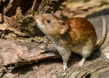 Hantavirus: una nena de 8 años murió en Chubut