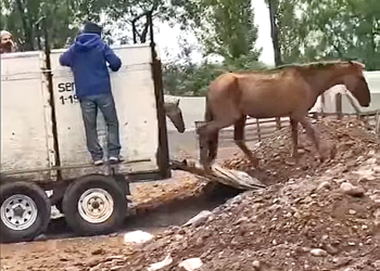 PEMPA necesita recaudar 350 mil pesos  para poder trasladar a 4 caballos rescatados de una de las “Fincas del Horror”
