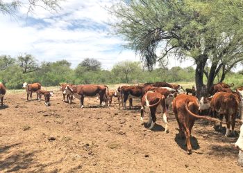 Dirección de Ganadería indicó  que creció el rendimiento de parición de vacunos en Mendoza