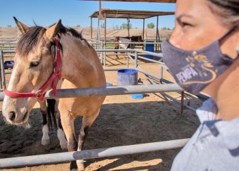 PEMPA invita hoy a una protesta para visibilizar  y terminar con la matanza de caballos para venta de su carne