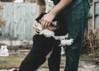 Para fomentar la adopción, New York busca prohibir la venta de perros y gatos