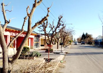 Vecinos de Real del Padre disconformes con la poda del  arbolado público