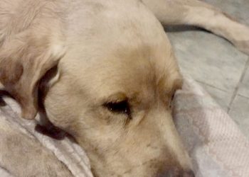 Denuncian que desconocidos están  envenenando animales en barrio Don Bosco