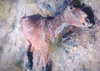 Nueva matanza de caballos para vender  su carne: «Estamos preocupados porque queremos saber qué va a hacer la Justicia»