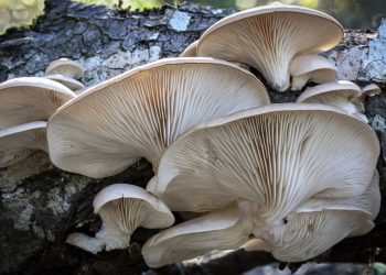 En la huerta del CIC del barrio  El Sosneado comenzaron a cultivar hongos comestibles