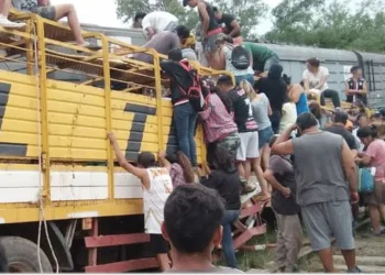Volcó un camión con vacas y los vecinos las faenaron: “Tenemos asado gratis, muchachos”