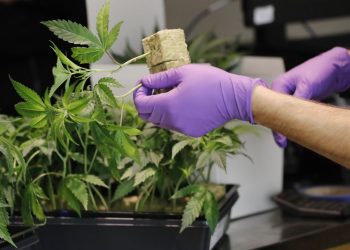 Se conformó la Asociación Civil Cannábica del Atuel