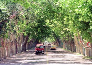 Ayer lunes se conmemoró  el Día Nacional del Árbol