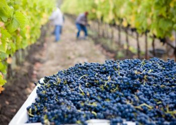 Seguro Agrícola:  el sur continuará pagando un 50% más que el Norte