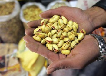 La Provincia ya posee una  plantación de pistacho cercana a las cuatrocientas hectáreas