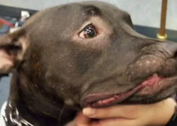 Crueldad en San Martín: siguen apareciendo perros mutilados y muertos