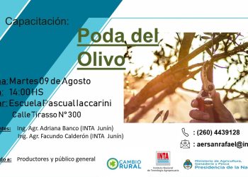 Dictarán un taller gratuito sobre la poda del olivo dirigido aproductores y todo público