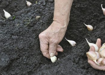 El Sur y el Cinturón Verde de Mendoza crecieron en superficie plantada con ajo