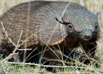 El misterio de los armadillos con COVID: detectaron una variante que ya no circula en Argentina