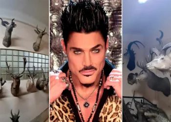 Encontraron 51 animales embalsamados en la fábrica de chocolates de los Fort