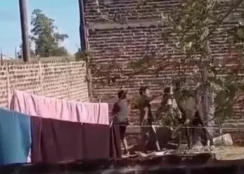 Un caso aberrante en Entre Ríos: mataron a golpes a un caballo para comérselo (imágenes sensibles)