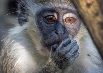 Envenenados y heridos: denuncian ataques a primates en Brasil por la viruela del mono