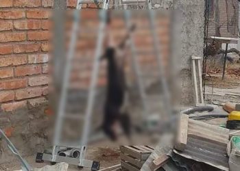 Un ruso fue denunciado  en Los Claveles por disparar y descuartizar a una perra del vecino