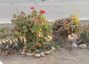 Posible femicidio en San Rafael: Un hombre habría discutido con su pareja, la atropelló y mató