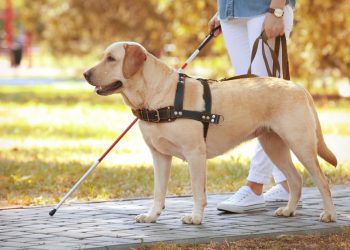La provincia de Mendoza adhirió a la Ley Nacional de perros guía  para personas con discapacidad
