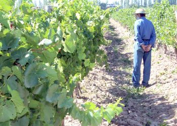 Se desarrollará una jornada denominada  “La ruta de la calidad para productores vitícolas”