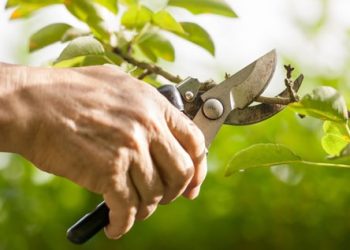 El INTA comenzó el mes de agosto con diversas actividades de utilidad para productores