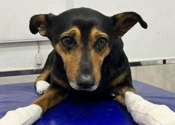 Horror en la provincia de Mendoza por el mutilador de perros: les arranca las uñas a los animales y los abandona en un canal